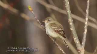 Least Flycatcher in Maine [upl. by Meela]