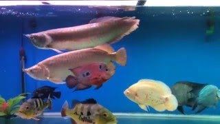 Arowana Jardini amp silver fighting [upl. by Edd]