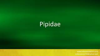 How to pronounce quotPipidaequot [upl. by Calmas]