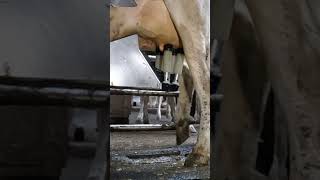 Robotic milking fullwood JOZ merlin M2 [upl. by Montagna971]