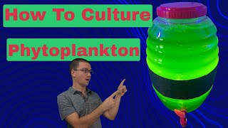 How To Culture Phytoplankton [upl. by Mariken]