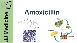 Amoxicillin  Bacterial Targets Mechanism of Action Adverse Effects  Antibiotic Lesson [upl. by Ginnie319]