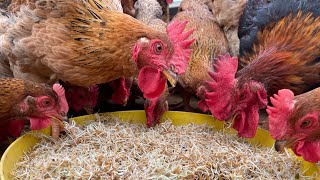 How to grow sprouted rice as chicken feed at home  Chicken Farm  Poultry farming [upl. by Vedetta]