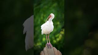 Ibis preening feathers ❤️birds nature [upl. by Lamok]