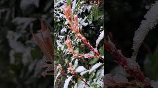 Photinia Red Robin Plant in the Snow garden plant snow shorts [upl. by Hogg]