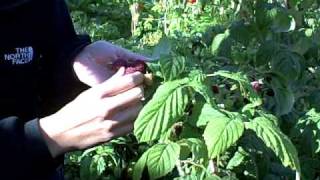 Edible Wild Plants Wild rasberry Wilderness Survival skills and courses [upl. by Yesnek260]