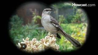 How to Identify Birds The Mockingbird [upl. by Rock]