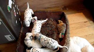 4 weeks old Dalmatian puppies [upl. by Teufert]