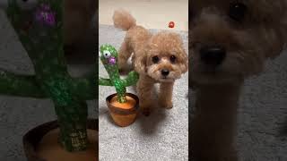 Funny dogs reaction😂 shorts [upl. by Eillen]