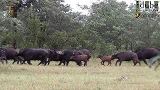 Buffalo Stampede [upl. by Aeduj451]