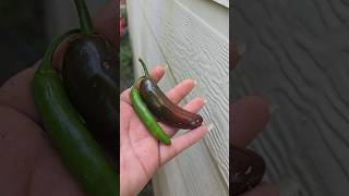 what happens if you forget to pick a Serrano hot pepper on time gardentips garden growyourownfood [upl. by Reta]