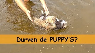 KUNNEN HONDEN ZWEMMEN  Bellinga Family Vlog 744 [upl. by Cary]