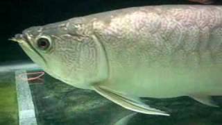 Very Rare Myanmar Arowana [upl. by Adnylg]