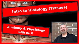 Intro to Tissues Histology Anatomy and Physiology [upl. by Appolonia]