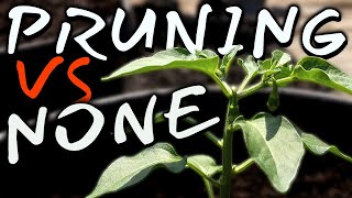 What If I Dont Prune Pepper Plants Setting Up the Test [upl. by Ahsakal]