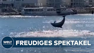 quotDELLEquot IN DER OSTSEE Delfin begeistert überraschte TravemündeBesucher  WELT DIE GUTE NACHRICHT [upl. by Ahsinhoj]