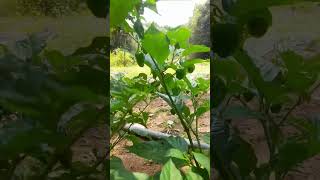 how to grow scotch bonnet peppers from seed so easily [upl. by Klingel]