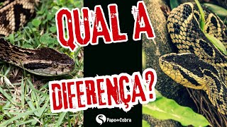 Jararaca e Jararacuçu Quais as diferenças entre elas  Papo de Cobra [upl. by Cowden941]