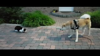 AKITA INU  Trying To Make Friends  秋田犬 [upl. by Bardo]