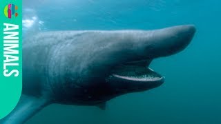 The Basking Shark  Shark Bites [upl. by Schoof]