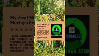 To create a Moringa oil project utilizing mystical MOMAX3 Moringa seed variety is truly inspiring [upl. by Adleremse]