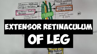 Extensor Retinaculum of LEG 🦶🦶👣 [upl. by Wolff264]