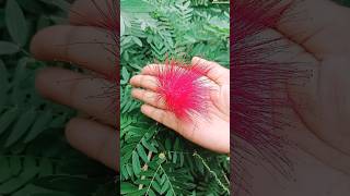 Powder Puff Flower 🌹 Calliandra Haematocephala Buds Blossoming Into Flower shorts garden [upl. by Trebornhoj]