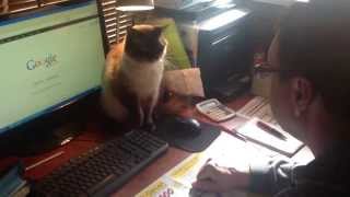 Crazy cat fights for computer mouse [upl. by Nnaes]