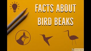 Did you know these interesting facts about Beaks of Birds [upl. by Gilpin]