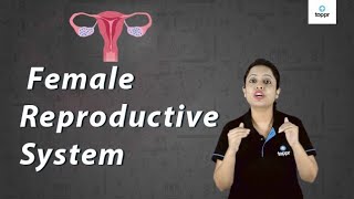 Female Reproductive System  Biology [upl. by Layap]