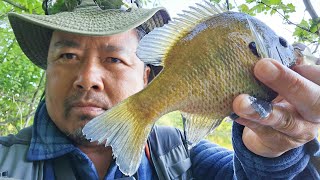 Spring Bream FishingBluegills Crappy And Catfish From The Bank Mermaid Tail Is Bluegills candy [upl. by Leeth]