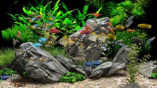 Dream Aquarium  2 Hours  8 Tanks 4K [upl. by Nnaeilsel]