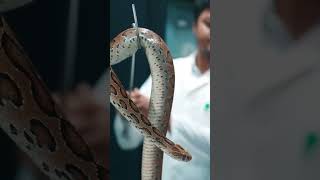 রাসেলস ভাইপার কতটা ভয়ংকর ☠️💀 How Dangerous Russell’s Viper Is  wildlife dangerous snakes [upl. by Lebatsirhc]