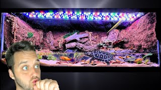 I Turned a 20 Gallon Fish Tank Into a PALUDARIUM [upl. by Nalani244]