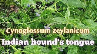 Cynoglossum zeylanicum Indianhoundstongue [upl. by Sirtemed50]