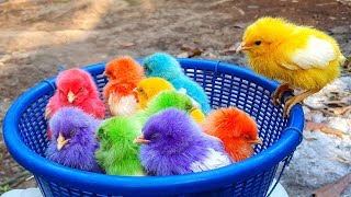 Catching chickenscute chickens rainbow chickenscolorful chickensrainbow chickensanimals cute 32 [upl. by Cornell]