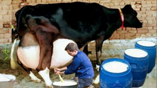 Highly Milking Biggest Udder Holstein Friesian Cow  How to increase Udder and Milk of Cows Buffalos [upl. by Sane]