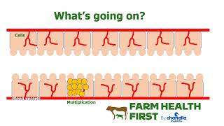 Coccidiosis mechanisms animated [upl. by Jareb725]