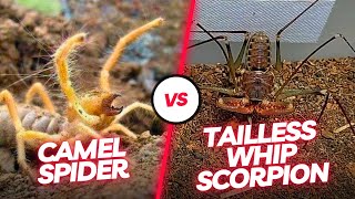 🔥 Arachnid Duel Witness the Intense Encounter Between the Tailless Whip Scorpion and Camel Spider [upl. by Bocoj]