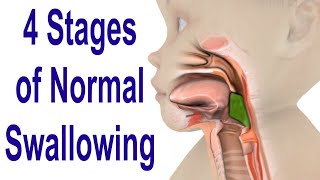 The 4 Stages of Swallowing Biomechanics amp Bolus Movement [upl. by Kaile]