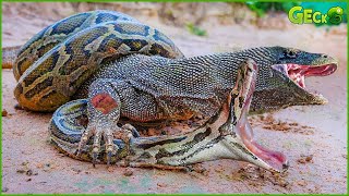 35 Most Fierce Survival Battles Komodo Dragon Fights Python Jaguar Crocodile Buffalo [upl. by Magel443]