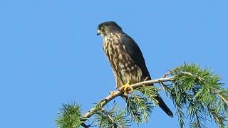 092124 Black Merlin vs Kestrel Kent Wa 0949162 [upl. by Sikorski729]