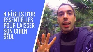 Comment LAISSER SON CHIEN seul quand on TRAVAIL [upl. by Ibrahim]