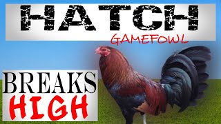 HATCH GAMEFOWLPenny HatchBates HatchGilmore Hatch amp Blueface Hatch [upl. by Repard]