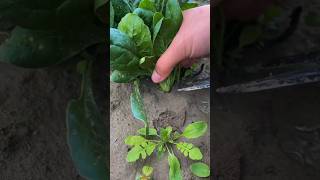 Fresh Spinach And Shanghai Green satisfying garden foodlover [upl. by Rustice]