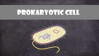 Prokaryotic Bacteria Cell Structure amp Function  Cell Biology [upl. by Slavic875]