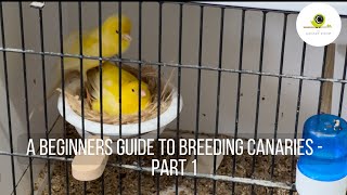 A Beginners Guide to Breeding Canaries  Part 1 Getting started [upl. by Sheela]