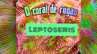 Coral Leptoseris E seus cuidados [upl. by Lillywhite571]