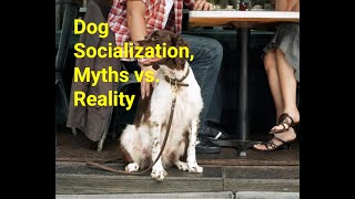 Ep 38 Dog Socialization Myths vs Reality [upl. by Linea]