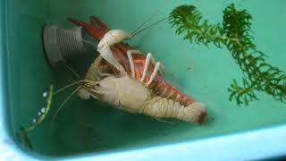 How Lobster or Crayfish mating [upl. by Ellenet]